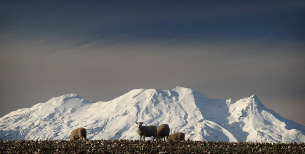 Sheep enjoy a meal of turnips in the late afternoon sun, in a paddock near Raetihi. Photo / Greg Bowker