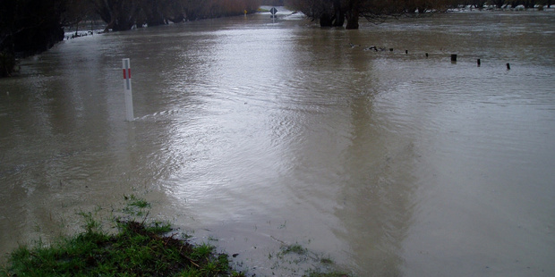 The scale and extent of the impact of flooding on many species is still being assessed, but it is expected that hibernating animals will have been the worst affected. Photo / APN