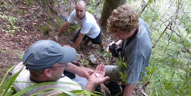Scientists looking at the NZ storm petrel egg on Hauturu/Little Barrier Island.