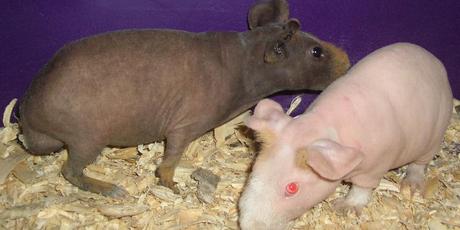 Would you have an unusual looking skinny pig as a pet?
Photo / Creative Commons