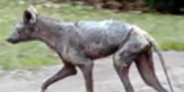 A photo of what is claimed to be a chupacabra. Photo / YouTube
