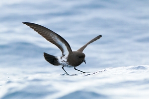 Storm petrel
