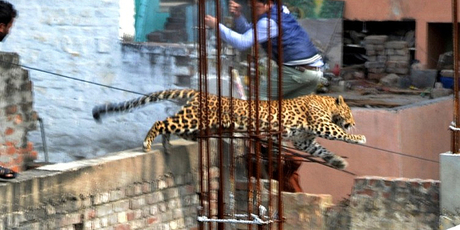A leopard leaps across an under-construction structure near a furniture market in the Degumpur residential area. Photo / AFP