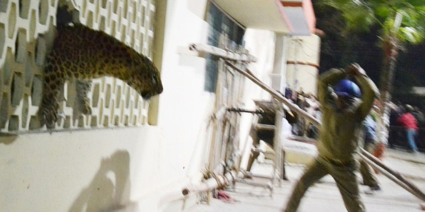A leopard squeezes through a hole in the wall of the Meerut Cantonment Hospital as an official approaches in Meerut. Photo / AFP