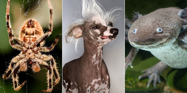 Spiders, hairless dogs and axolotls aren't your usual cute and cuddly pets.
Photo / Thinkstock