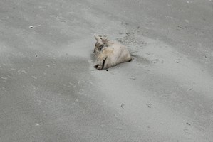 LEFTOVERS: Pig heads and chicken carcasses are used as bait to attract crabs at Uretiti.