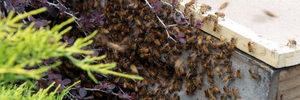 Large-scale manuka honey trials are being held at Tutira. Photo / File