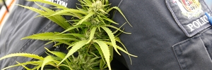 ON TOP OF THINGS: Rural cannabis growing is likely the same as five years ago, but Wairarapa convictions are down.