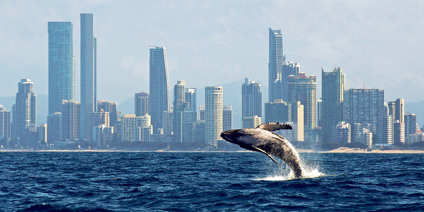 Humpback whales on the Gold Coast. Photo / Supplied