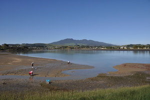 Pipi population dying in Whangarei harbour