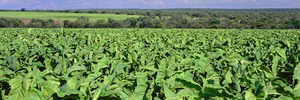 Tobacco companies are allowed to challenge government moves to limit their marketing.