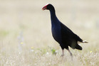 Pukeko's can be deterred by mothballs, according to an oily ragger. Pukeko's can be deterred by mothballs, according to an oily ragger.