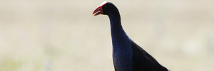 Pukeko's can be deterred by mothballs, according to an oily ragger.