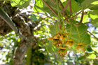Kiwifruit property prices are recovering. Kiwifruit property prices are recovering.