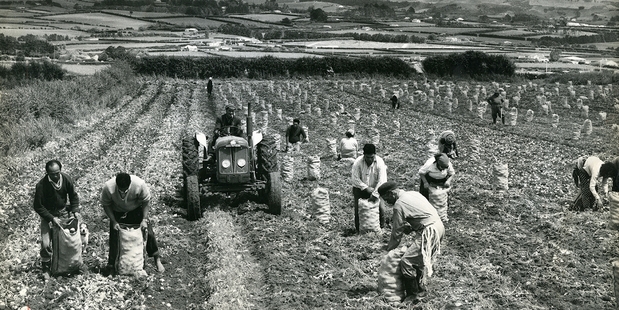 Pukekohe workers plant an early season potato crop in 1965.