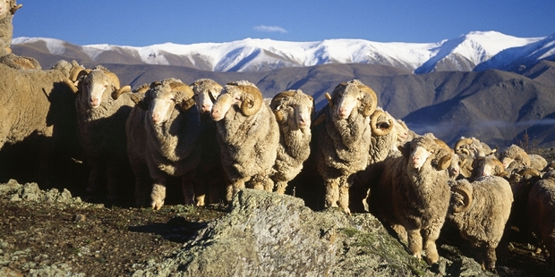 Superfine New Zealand Merino wool woven by Reda is also used in the production of the Allbirds Wool runners.