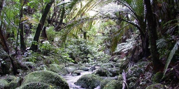The walking track runs alongside the pretty Mangakawa Stream. Photo / Department of Conservation