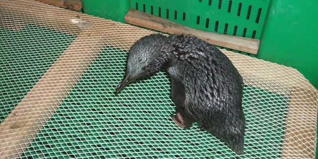 Mobil One was the only penguin taken to the Oropi Native Bird Sanctuary, covered in oil after last month's oil spill. Photo / Supplied