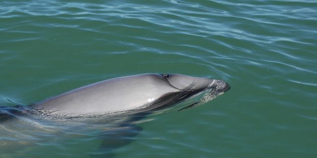 Maui's dolphin numbers are hovering around 50. Photo / Supplied