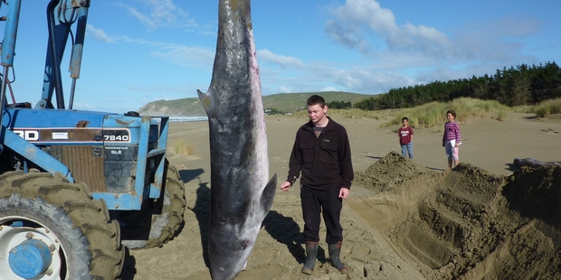 A 3m pygmy sperm whale found on Porongahau Beach yesterday was blessed by Raina (left) and Doc Ferris. Photo / Supplied