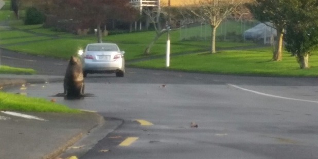 The seal surprised motorists as they made their way to work this morning. Photo / Supplied