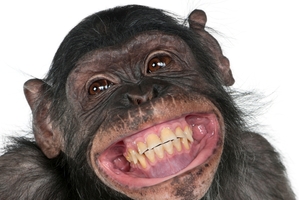 Chimps can smile without laughing, just like people. Photo / Getty Images