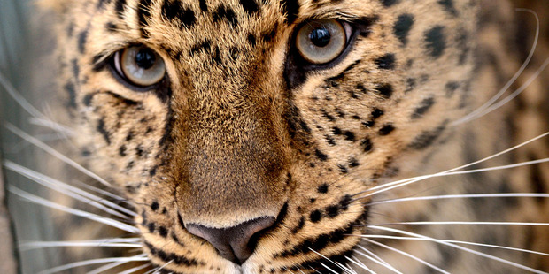 The Amur leopard is the world's rarest cat and remains at risk from hunters. Photo / AP