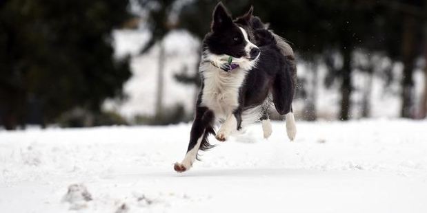 A dog named Bear enjoys the snow at Whare Flat yesterday. Photos / Peter McIntosh, ODT