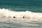 Sharks frolicking in the waves at Papamoa frighten away swimmers. Sharks frolicking in the waves at Papamoa frighten away swimmers.