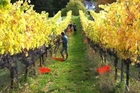 The hillside vines of Lime Rock down Central Hawke's Bay way. Photo / Supplied The hillside vines of Lime Rock down Central Hawke's Bay way. Photo / Supplied