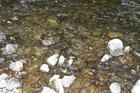 Toxic algae has affected the Mangatainoka River in southern Tararua. Toxic algae has affected the Mangatainoka River in southern Tararua.