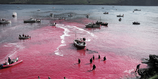 The blood seeps through the fjord. Photo / Mayk Wendt / Sea Shepherd Global