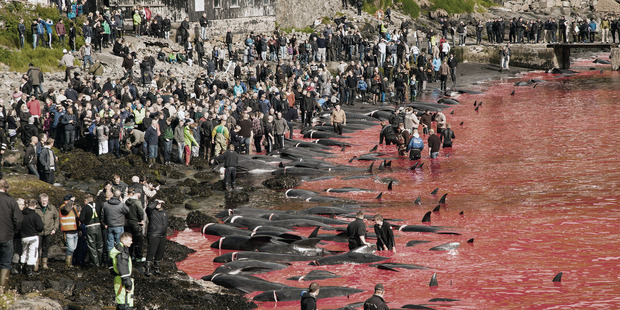 The butchering is done. Photo / Eliza Muirhead / Sea Shepherd Global