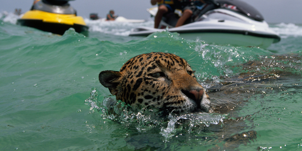 A jaguar takes a swim in the blue waters of Cancun. Photo: Steve Winter/National Geographic