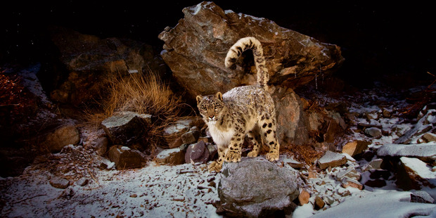 Their tail helps snow leopards stay warm and keep their balance. Photo: Steve Winter/National Geographic