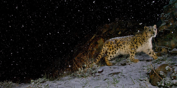 A remote camera captures a snow leopard in the falling snow. Photo: Steve Winter/National Geographic