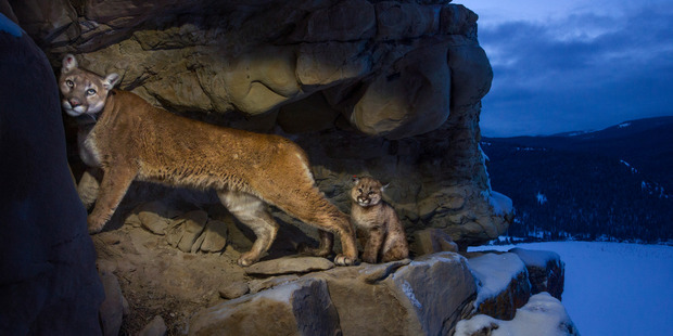 A female cougar and her kitten use rock outcrops to provide shelter and cover for hunting. Photo: Steve Winter/National Geographic 