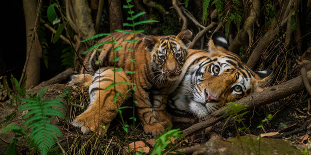 Tigers in Bandhavgarh National Park , India. Photo: Steve Winter/National Geographic