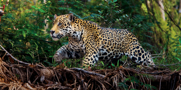 A jaguar hunts for caimans along a riverbank in Brazil's Pantanal. Photo: Steve Winter/National Geographic