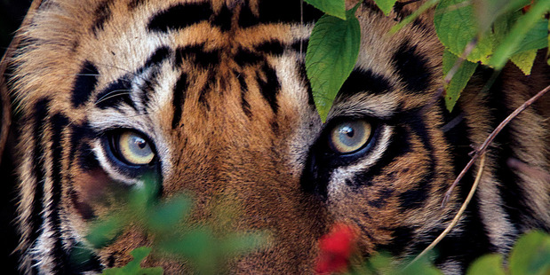 A male tiger in Bandhavgarh National Park , India. Photo: Steve Winter/National Geographic