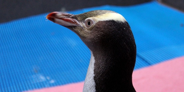 Buster the penguin on the road to recovery after his toe amputation. Photo / Supplied