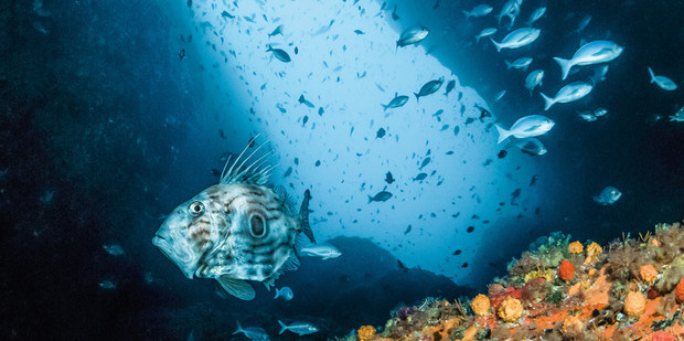 The Poor Knights Marine Reserves off the North East Coast of the North Island. Photo / Crispin Middleton