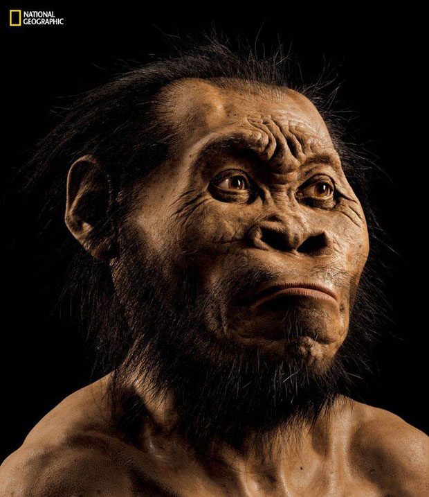 A reconstruction of what Homo naledi is believed to have looked like. Photo / National Geographic