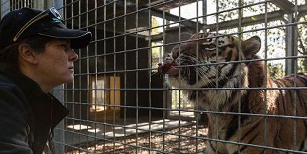 Sam Kudeweh with a male Sumatran tiger at Auckland Zoo. Photo / Supplied