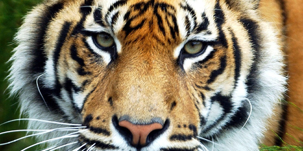 One of the Sumatran Tigers at Hamilton Zoo. Photo / Dean Purcell