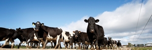 Farmers have the best chance of success if they work together.