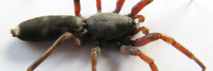 White-tails feast on other spiders, so experts recommend keeping your house free of webs. Photo / NZME.