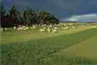 Ryegrass research in Hawke's Bay Ryegrass research in Hawke's Bay