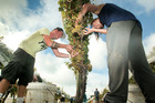 The recovery of biosecurity and safety costs is under review. Photo / NZME. The recovery of biosecurity and safety costs is under review. Photo / NZME.