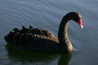 A black swan event can have implications for all of us. Photo: NZPA / Tim Hales